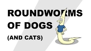 Roundworms of Dogs and Cats  Plain and Simple [upl. by Llenrep]