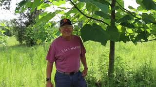 Introduction to Paulownia Trees Alexander Farms [upl. by Lourdes7]