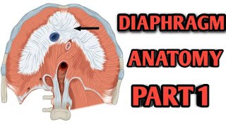 Diaphragm Anatomy Made Easy Part 1 in Urdu Hindi  Medicos Addiction [upl. by Zohar]