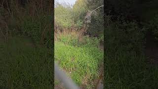 Wildcat Creek And Trail North Richmond California richmond creek shorts [upl. by Aneehsak]