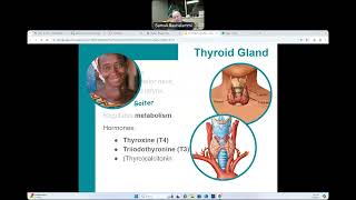 CG  BIO160  Major Endocrine Organs [upl. by Tigdirb]