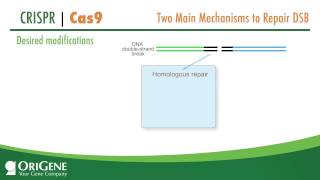 CRISPRCas System from OriGene a Complete Solution for Targeted Genome Modification [upl. by Oidacra]