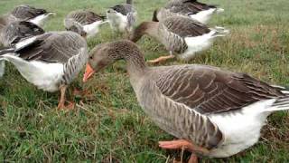 Toulouse Geese [upl. by Ikairik]