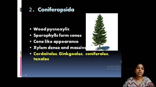 gymnosperm classification [upl. by Ydnil42]