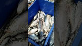 ilish fish 😱shortsfeed fishnature shopan shorts sundarban fishing viralviralvideo hills [upl. by Kopans]