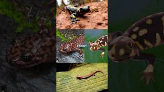 Natures Magic Trick Salamanders animalfacts naturemagic salamander [upl. by Marasco]