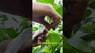 Eviarc Sweet Jackfruit inarching method [upl. by Nodnyl]