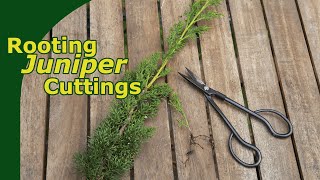 Rooting Juniper Cuttings [upl. by Reivax]