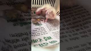 cockatiel ka chick ho hand feed karvai birds pets ytshorts shortvideo shortsfeed viralvideo [upl. by Greta]