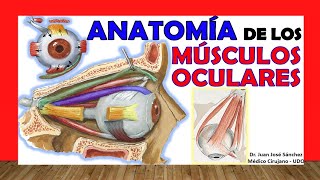 🥇 MÚSCULOS DEL OJO Anatomia Facil y Sencillos [upl. by Jack]