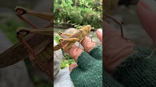 Tame grasshopper‼️ shorts nature video animals [upl. by Doniv]