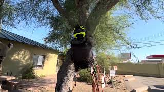 Large Tucson Palo Verde pruned with commentary ArboristAdvice￼ [upl. by Oglesby]