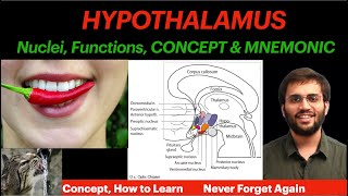 Hypothalamus  Physiology  Nuclei Functions  Concept amp Mnemonic  CNS Physiology Video [upl. by Suoirred]