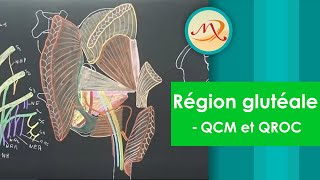 Anatomie de la région glutéale QCM et QROC [upl. by Ellsworth]