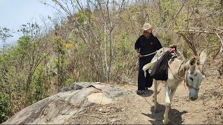 😲todo esto recorre el abuelo pedro para ir por leña🚶🐎 [upl. by Boccaj462]