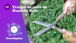 Truque da poda do Buxinho Bola  Dicas rápidas [upl. by Wilde860]