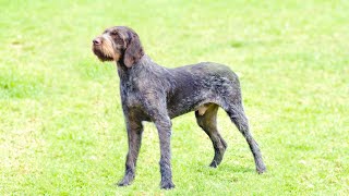 The Amazing Hunting Abilities of the German Wirehaired Pointer [upl. by Raval]