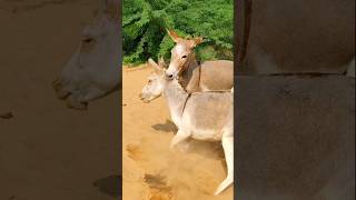 donkeys youtubeshorts funny animallife [upl. by Acceber380]