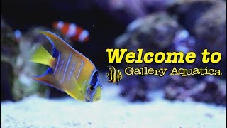 Welcome to Gallery Aquatica  Gallery Aquatica TV [upl. by Aissirac]