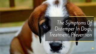 The Symptoms Of Distemper In Dogs Treatment Prevention [upl. by Robin]