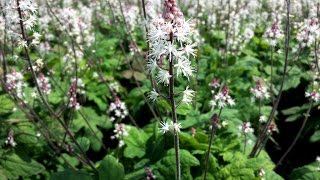 Best Perennials For Shade  Tiarella Spring Symphony Foamflower [upl. by Atsylak]