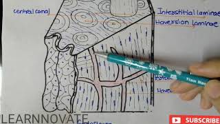 HAVERSIAN SYSTEM OF BONE  MICROSCOPIC STRUCTURE OF BONE TISSUE [upl. by Ayalahs76]