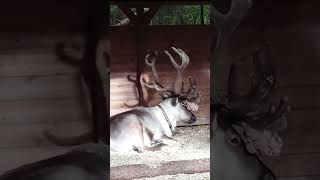 Reindeer Resting In Reindeer Park Nuuksio ❤️ finland [upl. by Anav]