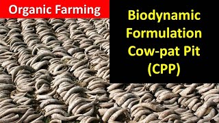 How to prepare and use Biodynamic formulationCowpat Pit CPP for Organic Farming [upl. by Mmada]