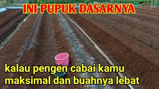 PUPUK DASAR CABAI MERAH KERITING YANG BENAR  TIGA PUPUK INI MEMBUAT CABAI CEPAT SUBUR [upl. by Naillik]