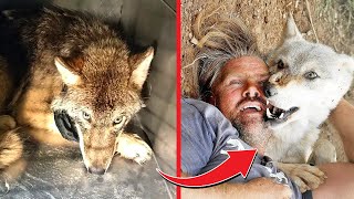 THIS IS TOUCHING A Man Saved a Wolf From a Trap  She Saved His Life Years Later  The Storyist [upl. by Aeli481]