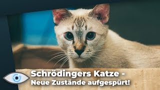 Schrödingers Katze 20 Neue Klasse von Quantenzuständen entdeckt [upl. by Renie]