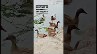 नेपालकै सबैभन्दा ठुलो हाँस फार्म duckfarmnepal khaki haas [upl. by Aihsotan700]