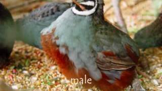 Asian blue or Chinese Painted Quail with sound [upl. by Ingamar146]