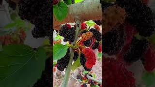 Beautiful Nature with Rural Life  Tangerine harvesting [upl. by Yonit]