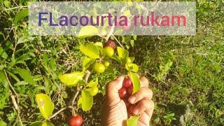 Fruta rara  Flacourtia rukam [upl. by Oalsecnew925]