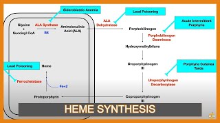 Heme Synthesis Pathway and Associated Diseases [upl. by Kristianson]