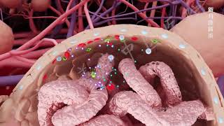 glomerulonephritis [upl. by Etnelav]