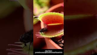 Venus Flytrap Devouring Its Prey Housefly  Carnivorous Plants Eating [upl. by Fagan554]