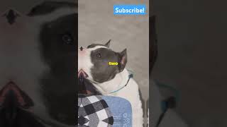 Top 3 facts about dogs 😯 u ever knew 😱 U will be shocked 😳 shorts facts trending short [upl. by Swartz]