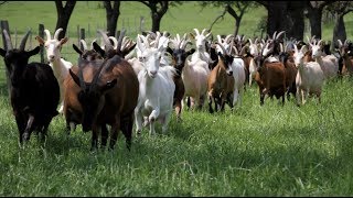 La ferme des trois chênes  Ten fais tout un fromage [upl. by Seton]