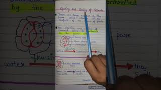 Opening and closing of stomata  opening and closing of stomata class 10  life processes class 10 [upl. by Eigla]