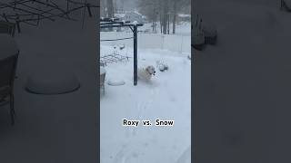 Roxy vs Snow [upl. by Aisinoid]