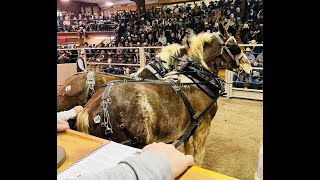 Kalona February Workhorse Sale 2022  Kalona Sales Barn  Kalona Iowa [upl. by Theda]