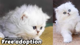 white Persian cat for free adoption  2 beautiful kittens free persian cat for adoption  Adopt me [upl. by Banyaz]