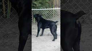 Cane Corso [upl. by Norry]