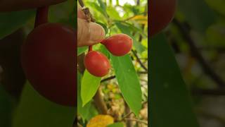 Uvaria rufa fruits annonecea family exoticfruitplants tropicalfruit nature ramanujansgarden [upl. by Ffirahs]