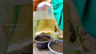 Betta fish breeding pairs shipping anakapalli 💙💙 akaquatelugu bettafish bettathailand betta [upl. by Ahsiemac]