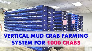 Vertical Mud Crab Farming System For 1000 Crabs With Its Own Water Treatment System [upl. by Kosiur]