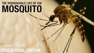 Mosquitos Educational Edition [upl. by Enelad727]