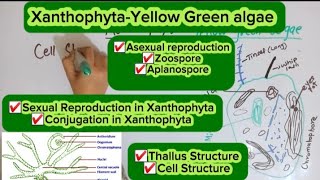 XanthophytaVaucheriaSpore formationSexual Reproduction [upl. by Romney]